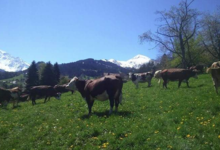 La Ferme Des Roches Fleuries