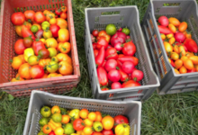 les jardins du Taillefer, tomates bio