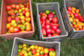 les jardins du Taillefer, tomates bio