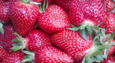 les jardins du Taillefer, fraises bio