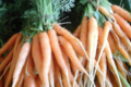 les jardins du Taillefer, carotte botte bio