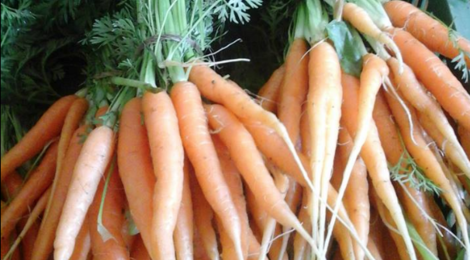 les jardins du Taillefer, carotte botte bio