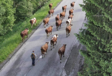 Ferme de Ballancy, Ferme NAVILLOD 