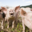 Ferme de Ballancy, Ferme NAVILLOD 