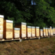 Le rucher de Grand-Père, apiculture Bitzner