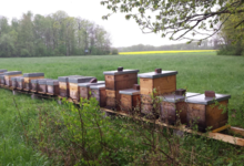 Le rucher de Grand-Père, apiculture Bitzner