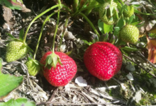 Les vergers du Fort, fraises