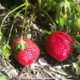 Les vergers du Fort, fraises