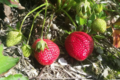 Les vergers du Fort, fraises