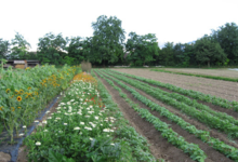 Les Jardins du Nant Bruyant