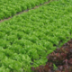 salades