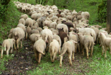 barquettes d'agneaux