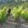domaine Trosset Fabien