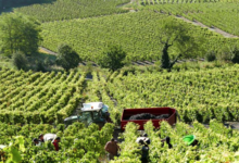 domaine Trosset Fabien