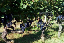 Cellier de la Baraterie