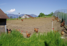 La Ferme Des Traditions