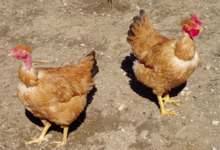 La Ferme Des Traditions