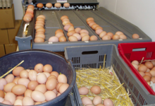 La Ferme Des Traditions