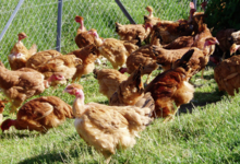 La Ferme Des Traditions