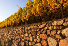 Vin Bestheim