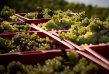 Domaine Jean-Charles Girard-Madoux