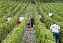 Domaine Jean Vullien et Fils