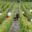 Domaine Jean Vullien et Fils