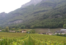 Domaine Jean Vullien et Fils