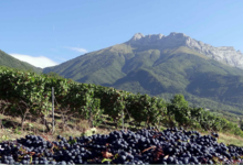 Domaine Grisard