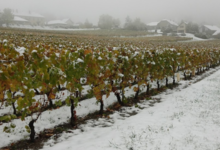  Domaine Pascal Paget