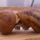 Croque nature, la fermette aux escargots