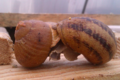Croque nature, la fermette aux escargots