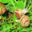 L'escargot du Saint Bernard. Escargots et miel