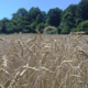 Aux sources du pain