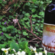 Brasserie La Baujue, la blonde de caractère