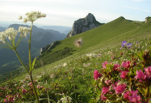 Le Sanglier Philosophe