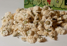 La Belle Verte,  Camomille romaine