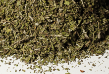 La Belle Verte,   Sauge