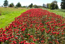 Les jardins de Bernadette