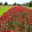 Les jardins de Bernadette