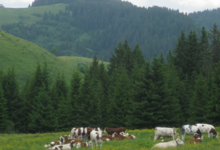 Alpage "Les Regottes"