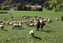  Alpage de Chalet Neuf / Famille Métral 