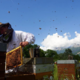 Damien Blampey, apiculteur