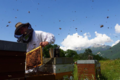 Damien Blampey, apiculteur