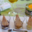 ferme de Ramon, foie gras mi-cuit de canard