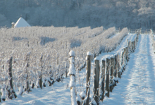  Caveau Joly Christophe 