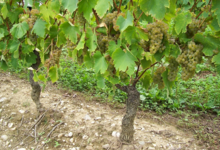  Caveau Joly Christophe 