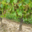  Caveau Joly Christophe 