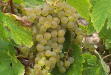  Caveau Joly Christophe 