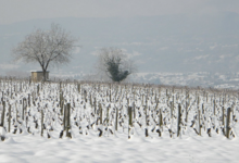  Caveau Joly Christophe 